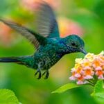 A colorful hummingbird in flight near vibrant flowers in Panama